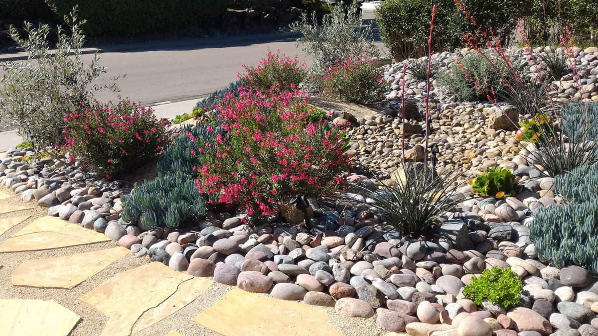Drought-tolerant backyard landscaping in a new Temecula home